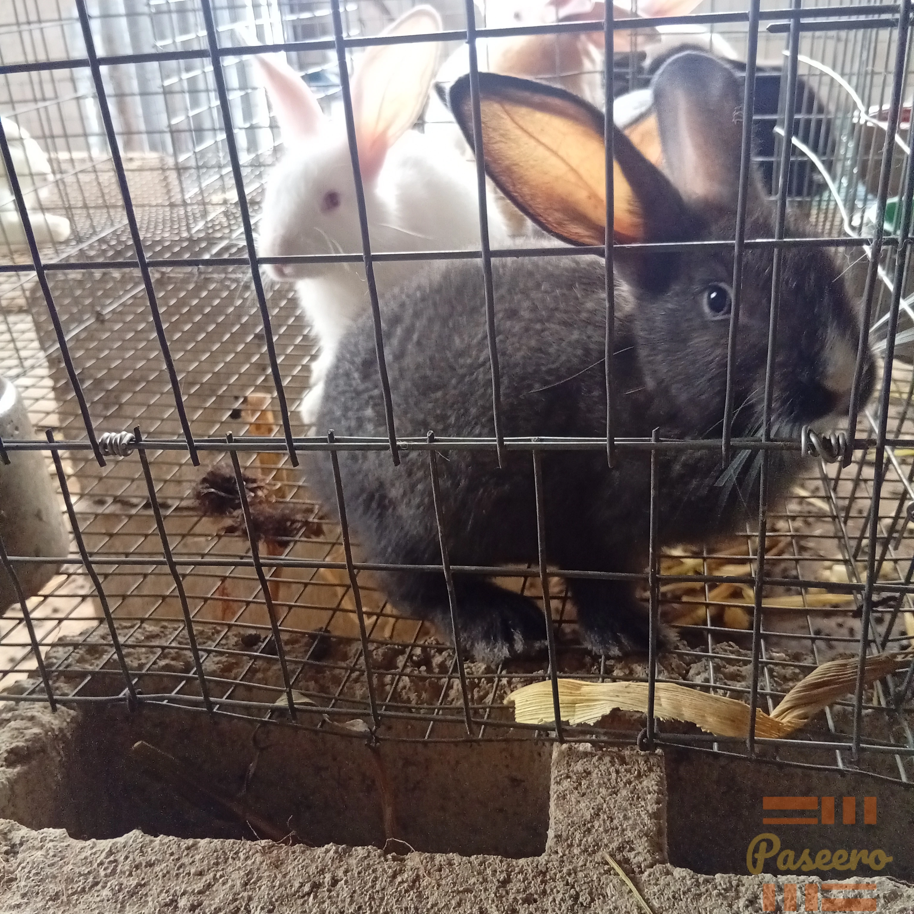Rabbits for breeding, Meat and Pet3