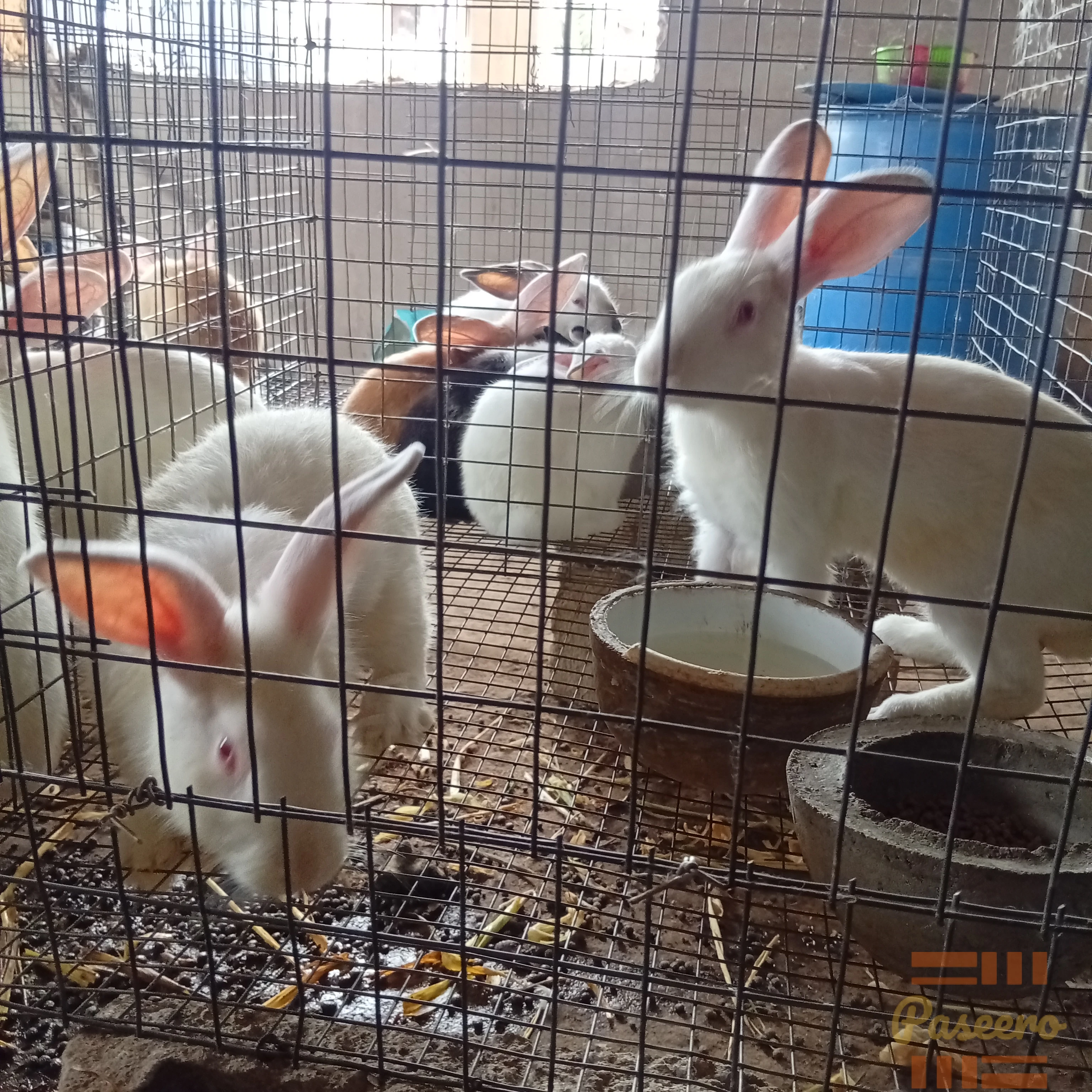 Rabbits for breeding, Meat and Pet1