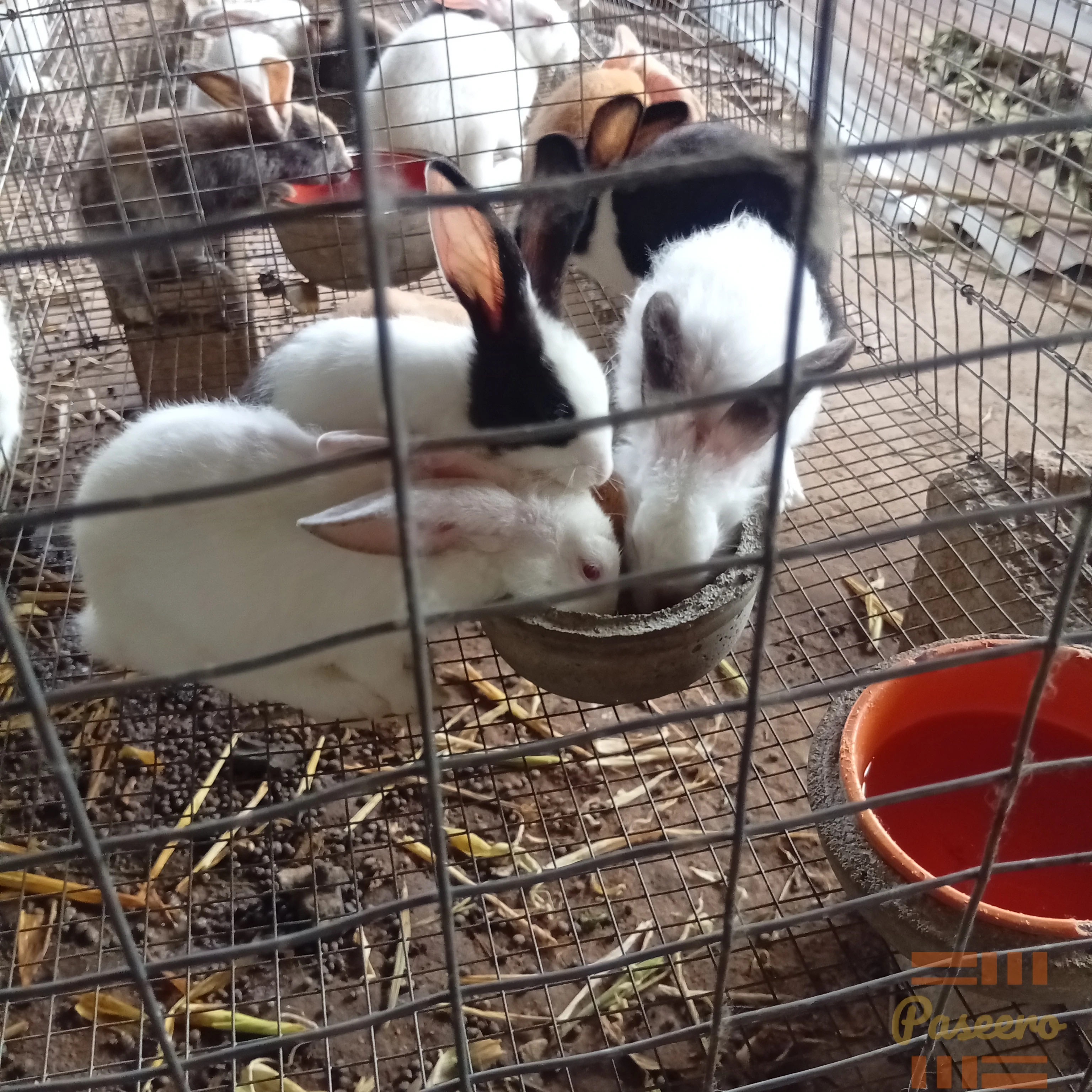 Rabbits for breeding, Meat and Pet2