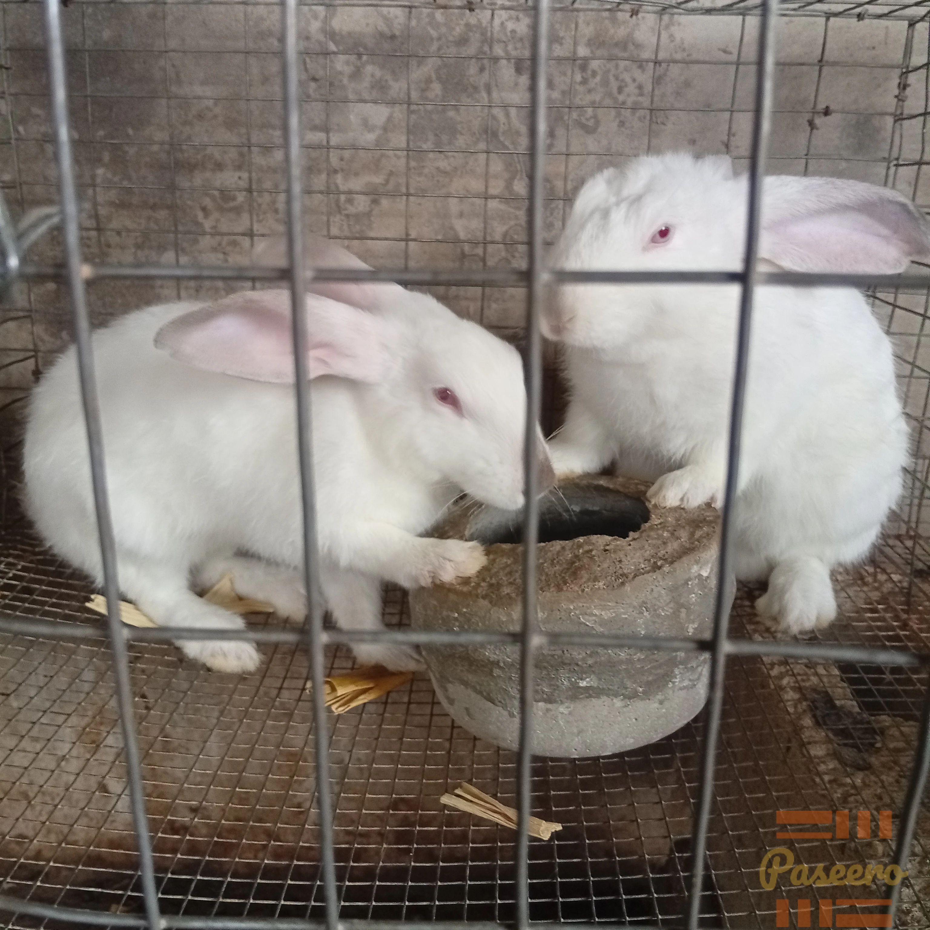 Rabbits for breeding, Meat and Pet