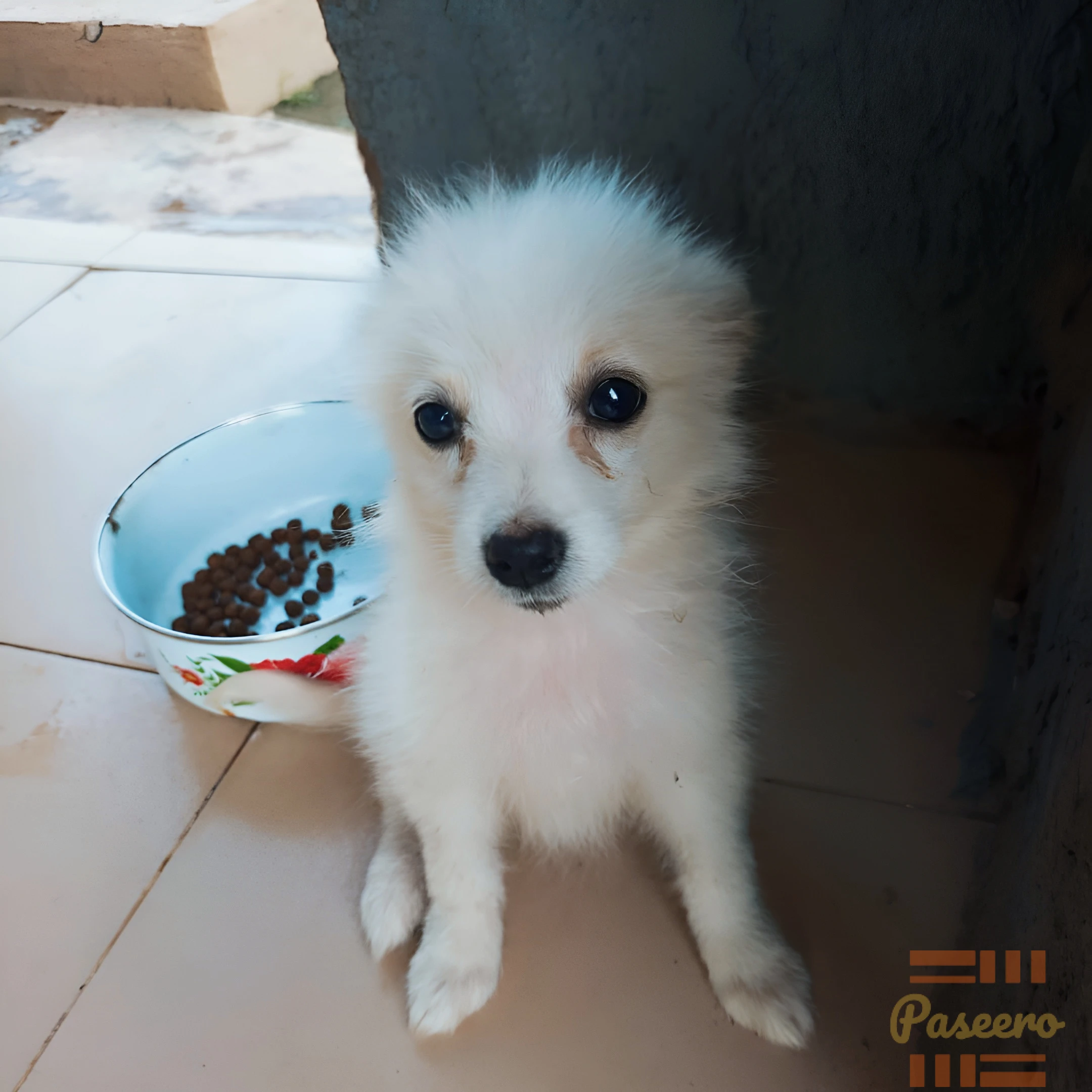 A male eskimo dog2
