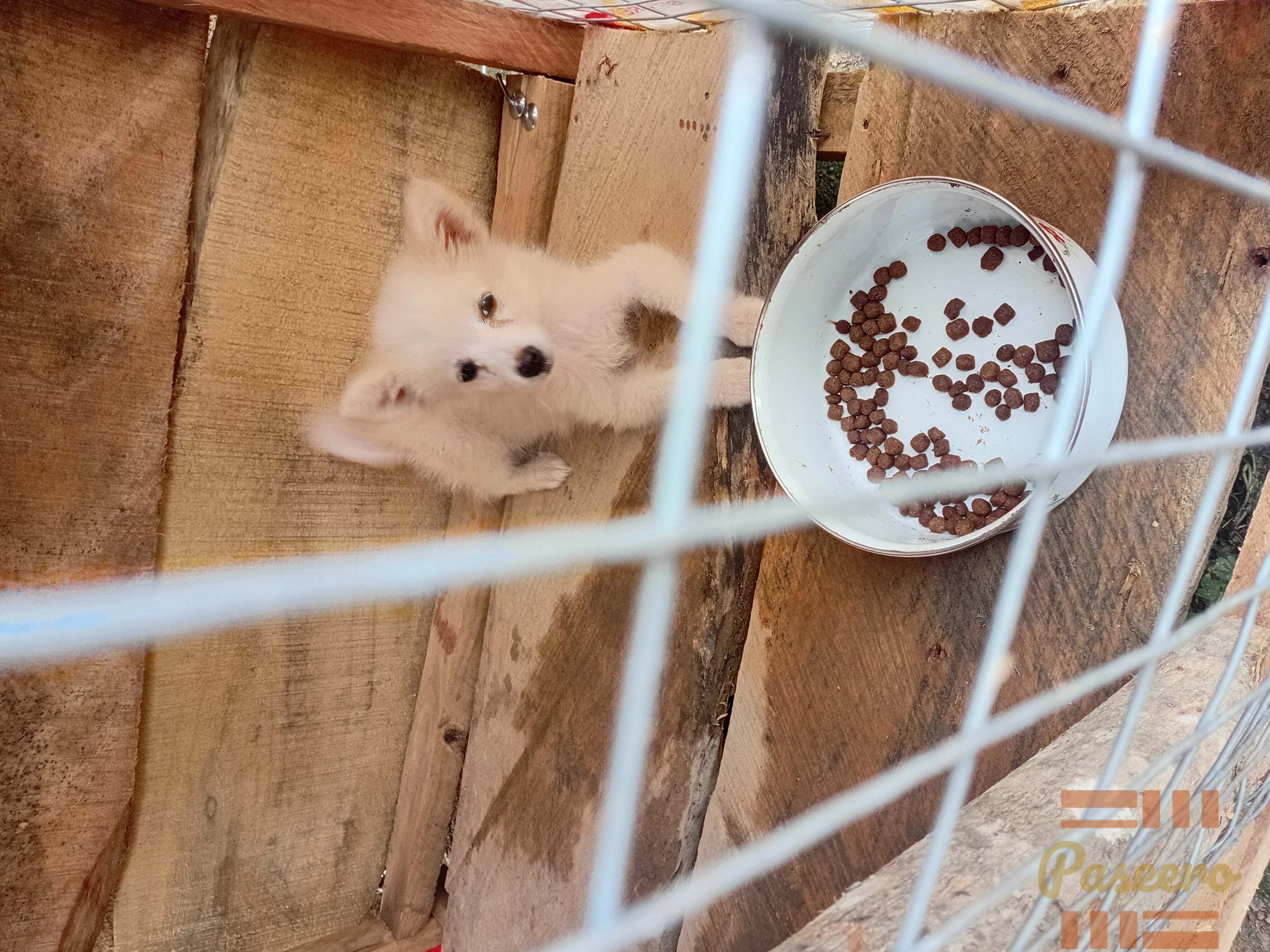 A male eskimo dog1