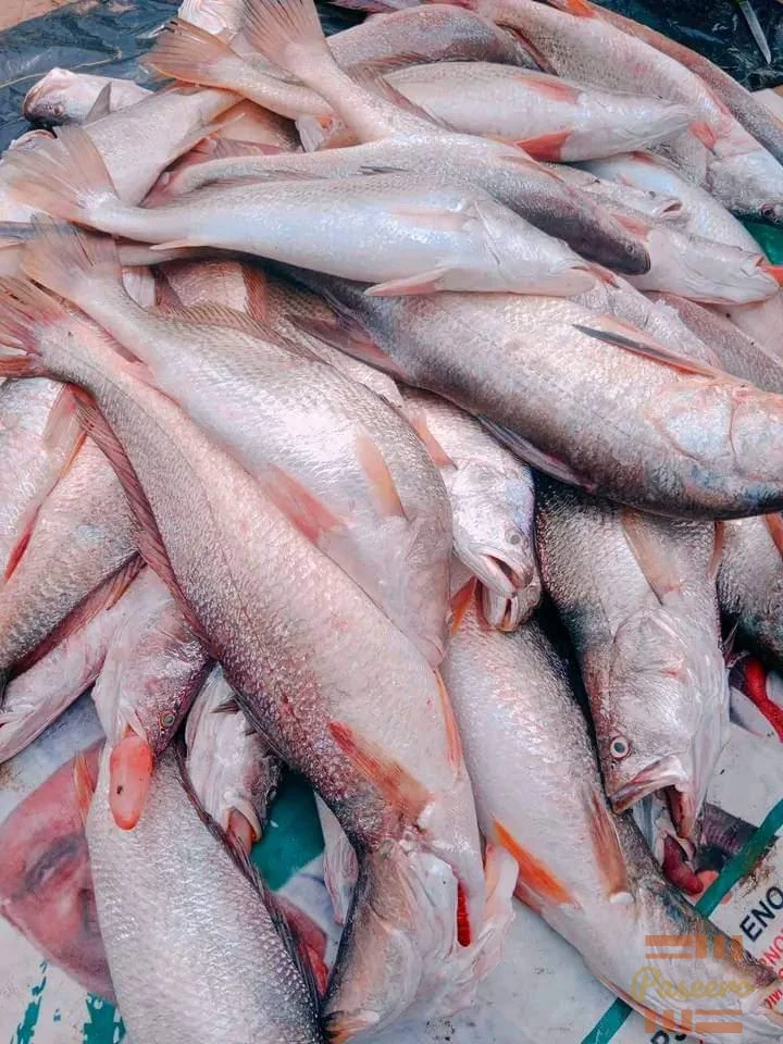 Croaker fish